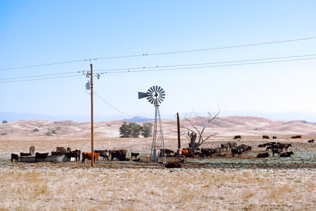 California farm landscape with vintage wind turbine in dry field and cows in hot day droughtの写真素材