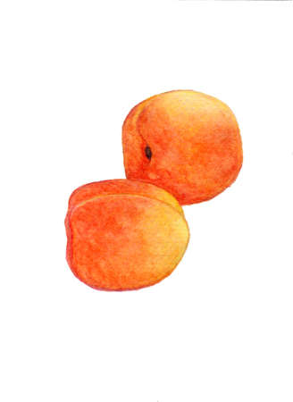 Two apricot fruit isolated on white background. Sweet summer fruit harvest concept. Cutout of organic apricot. beautiful tasty fresh apricots fruits isolated on white background.の写真素材