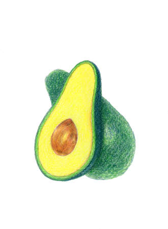 Avocado, half of avocado, avocado seed. colour pencils drawing isolated on white background. Tropical fruits and healthy food concept. Avacado exotic fruit and vegetable. Healthy nutrition and diet.の写真素材