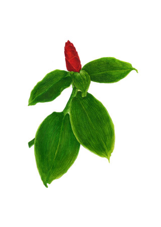 Red flower with leaf on white background.の写真素材