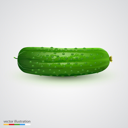 Single cucumber isolated on white background. Vector illustrationのイラスト素材