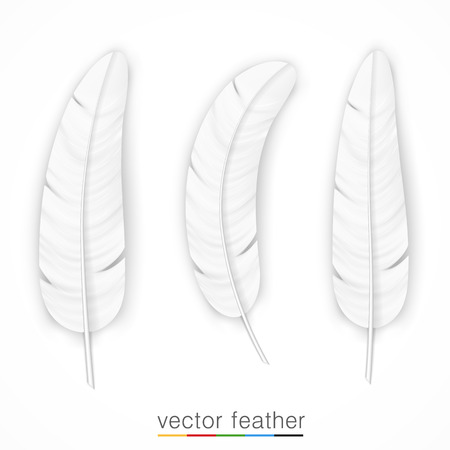 White feather on white background set. Vector illustrationのイラスト素材