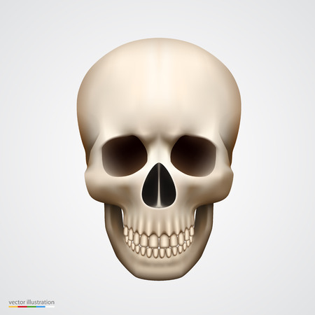 Human skull isolated on white. Vector illustrationのイラスト素材