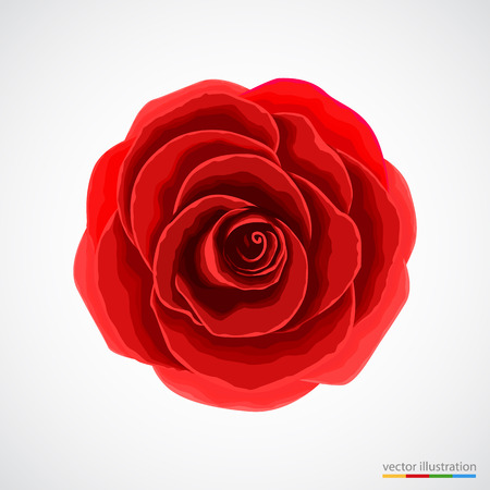 Red rose on white backgroundのイラスト素材