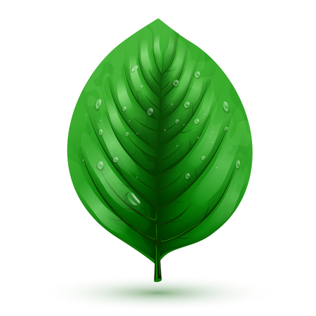 Rrealistic green leaf isolated on a white background with drops of dew. Floral elements.のイラスト素材