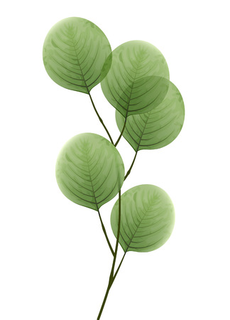 Tree branch with leaves. Eco decorative element.のイラスト素材