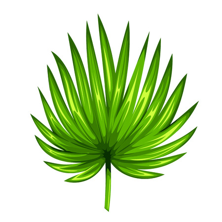 Green leaf of palm tree isolated on white background. Palm leaf icon.のイラスト素材