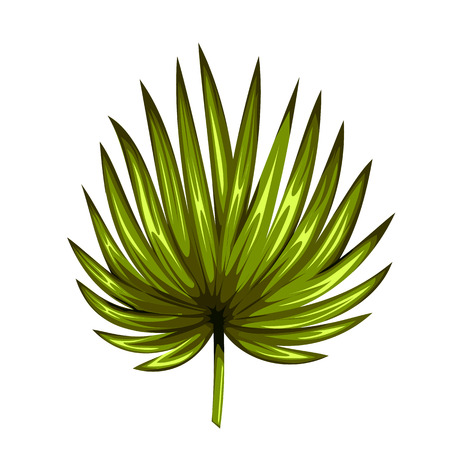 Green leaf of palm tree isolated on white background. Palm leaf icon.のイラスト素材