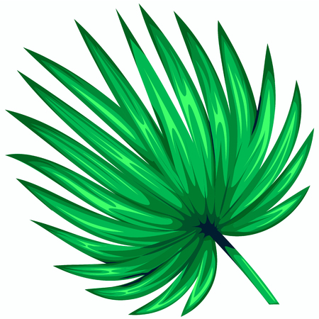 Green leaf of palm tree isolated on white background. Palm leaf icon.のイラスト素材