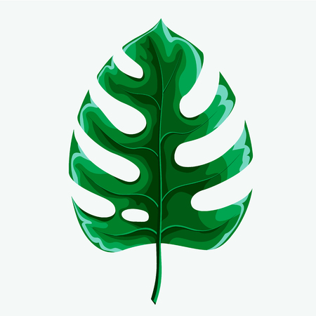 Green leaf of palm tree isolated on white background. Palm leaf icon.のイラスト素材