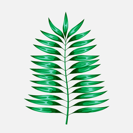 Green leaf of palm tree isolated on white background. Palm leaf icon.のイラスト素材