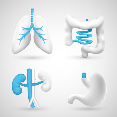 Human organs on a white background gray objects. Vector illustrationのイラスト素材