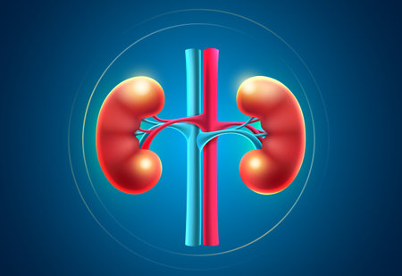 Human body kidneys, vector illustration on white background