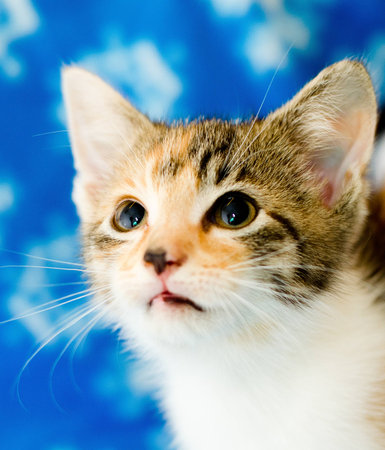 Calico kitten on snowflake background looking at cameraの写真素材