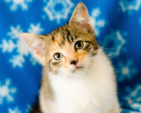 Calico kitten on snowflake background looking at cameraの写真素材