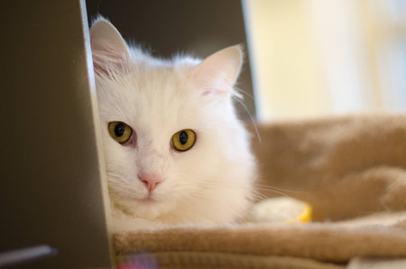 White adoptable cat with green eyesの写真素材