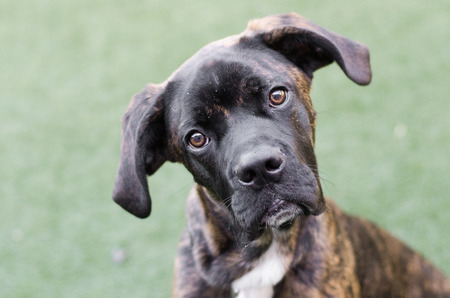 boxer mix dog looking at cameraの写真素材