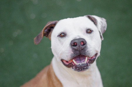 pit bull smiling plain green backgroundの写真素材
