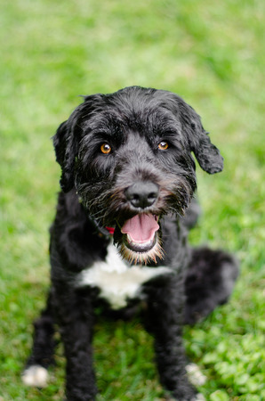 pWD green backgroundの写真素材