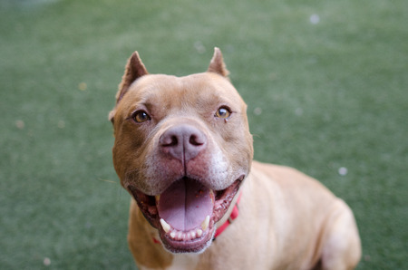 pit bull with cropped ears smilingの写真素材