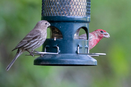 Male House Finch (Carduelis canus) on a bird feederの写真素材