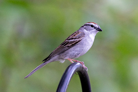 Chipper Sparrow perched on the top of hook.  Blurred green foliage background. Looking at camerabの写真素材