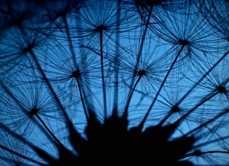 Last dandelionの写真素材
