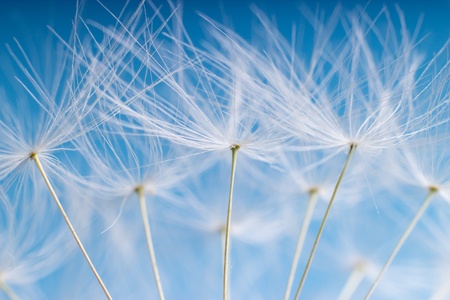 The Dandelion. Macro photo of light seeds over light blue background.の写真素材