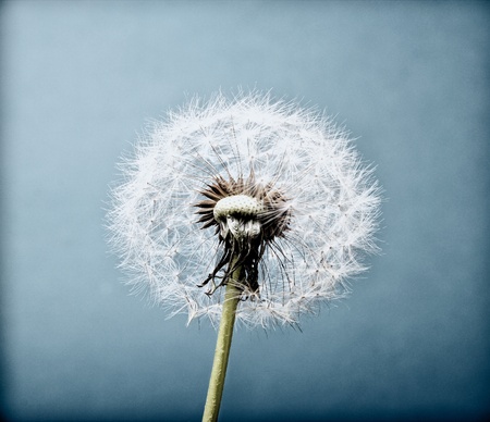 The Dandelion. Macro photo of seeds over light background. The vintage old look.の写真素材