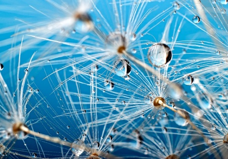 Abstract macro photo of plant seeds with water drops.