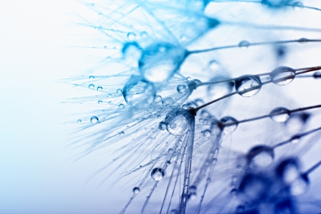 Abstract macro photo of plant seeds with water drops.の写真素材
