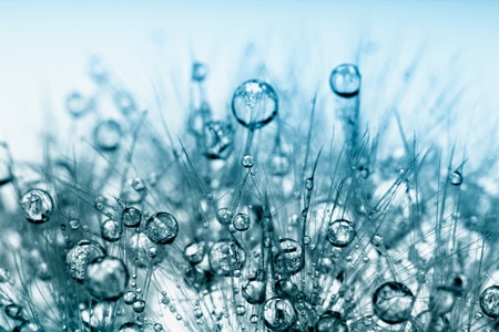 Abstract macro photo of plant seeds with water drops.の写真素材