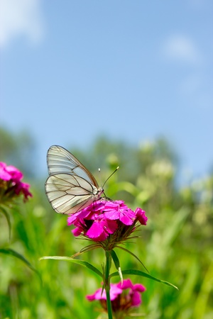 The white butterfly on a purple flower over grass and sky backgroundの写真素材