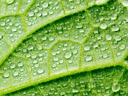 Abstract green leaf with water drops.の写真素材