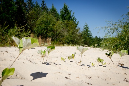 Wild beach coast.の写真素材