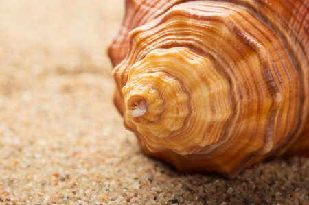 Sea ââshell lying on the pure yellow sand. Macro. Copy-space.の写真素材