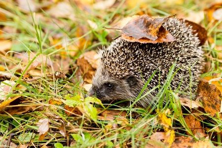Hedgehog in the autumn forest crawling through old grass の写真素材