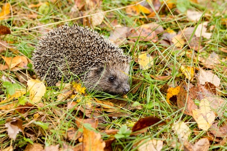 Hedgehog in the autumn forest crawling through old grass の写真素材