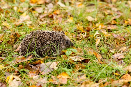 Hedgehog in the autumn forest crawling through old grass の写真素材