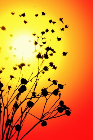 Dry grass against the setting sunの写真素材