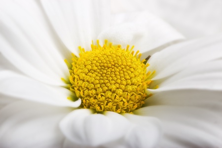 Chrysanthemum flower with yellow center  Macro  の写真素材