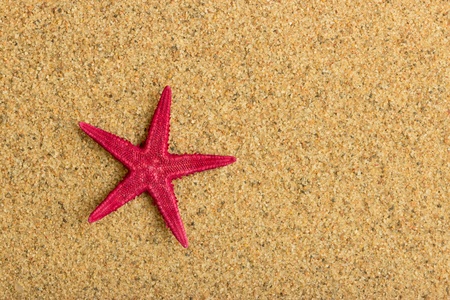 Starfish on the clean golden sandの写真素材
