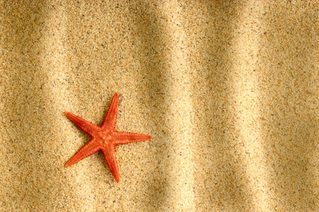 Starfish on the clean golden sand の写真素材