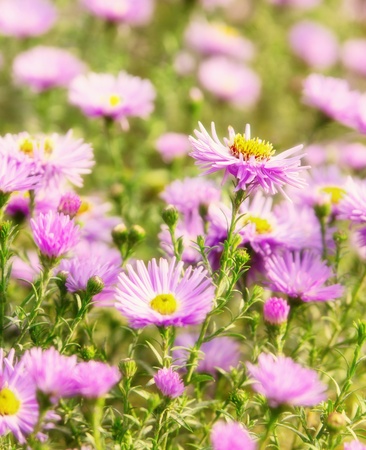 Aster flowers at sunny day.の写真素材