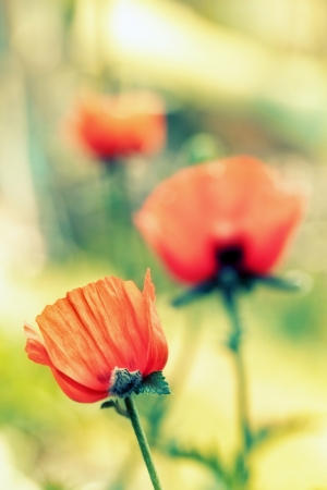 Poppy  の写真素材