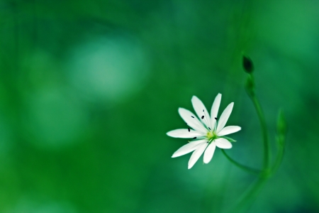 Stellaria  Macro の写真素材