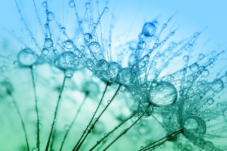 Abstract macro photo of plant seeds with water drops