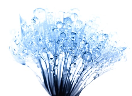 Abstract macro photo of plant seeds with water drops の写真素材