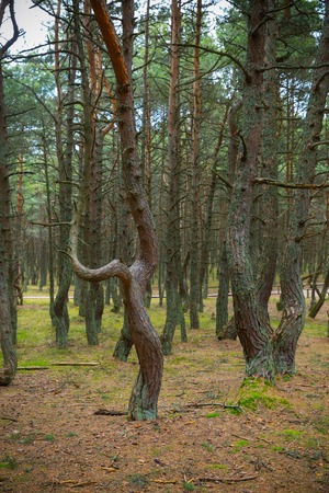 Dancing forest の写真素材