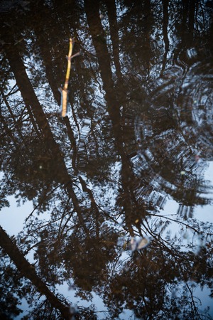 Pine forest reflected in a puddle 